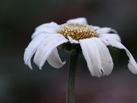 Leucanthemum Gruppenstolz_2014_12_14_2854