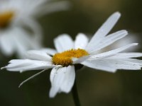 Leucanthemum Gruppenstolz_2015_07_05_7023