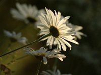 Leucanthemum Gruppenstolz_2015_07_10_7055