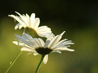 Leucanthemum Gruppenstolz_2015_07_10_7056