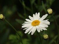 Leucanthemum Gruppenstolz_2016_07_01_1515