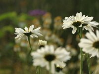 Leucanthemum Gruppenstolz_2016_07_11_1683