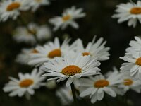 Leucanthemum Gruppenstolz_2016_07_12_1698