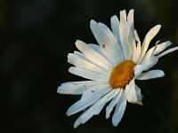 Leucanthemum Gruppenstolz_2018_06_25_3982