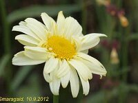 Leucanthemum Sonnenschein_2012-09-10_0597