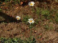 Leucanthemum z_2018_08_26_4220