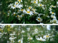 Leucanthemum_2004-05-31_Calendula_246-34-36