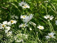 Leucanthemum_2005-06-06 Wiese_1922