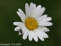 Leucanthemum_2009-05-12 Wiese_5419