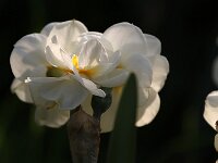 Narcissus Bridal Crown_2020_04_16_00332