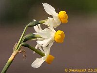 Narcissus Canaliculatus_2012-05-02_7753