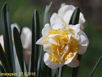 Narcissus Double Pam_2010-03-27_0481