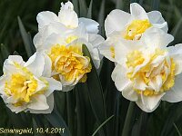 Narcissus Double Pam_2011-04-10_3154