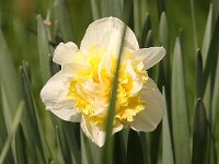 Narcissus Double Pam_2014-04-05_7471