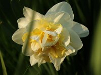 Narcissus Double Pam_2015_04_12_3852