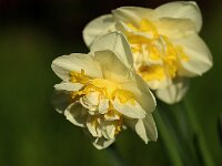 Narcissus Double Pam_2016_04_09_9603