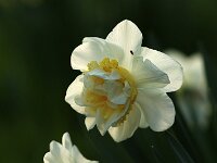 Narcissus Double Pam_2017_03_30_4980