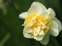 Narcissus Double Pam_2018_04_14_2196