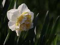 Narcissus Double Pam_2020_03_28_00195