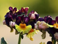 Nemesia gelb-violett_2018_04_21_2396
