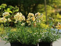 Nemesia gelb_2018_04_21_2407