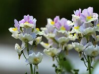 Nemesia morbid_2017_04_29_5540