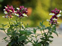 Nemesia rot-weiss_2018_04_21_2398