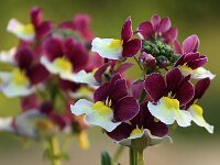 Nemesia rot-weiss_2018_04_21_2400