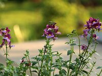 Nemesia violett_2018_04_21_2405