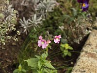 Nemesia z_2014-02-09_5642