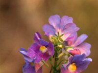 Nemesia z_2016_01_08_8897