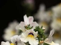 Nemesia_2012-06-19_9420