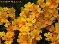 Nemesia_2012-06-19_9473