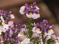Nemesia_2013-05-21_1995