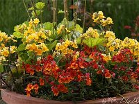 Nemesia_2013-06-02_2458