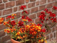 Nemesia_2014-05-25_9273