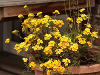 Nemesia_2014-05-25_9275