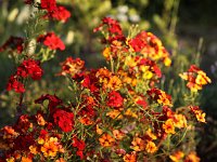 Nemesia_2014-06-06_9616