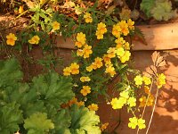 Nemesia_2014_09_27_2615