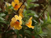 Nemesia_2017_12_26 gelb_0819