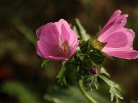 Malva xyz_2019_10_03_0772