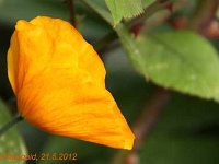 Meconopsis cambrica_2012-05-21_8030