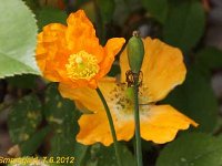 Meconopsis cambrica_2012-06-07_9018