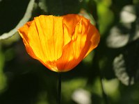 Meconopsis cambrica_2015_05_15_4837