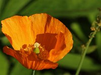 Meconopsis cambrica_2018_05_07_2598