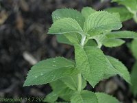 Mentha Apfel_2008-07-14_2078