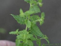 Mentha Erdbeer_2008-07-14_2088