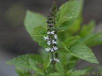 Mentha Hemingway_2008-07-14_2081