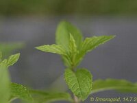Mentha Kentucky Spearmint_2008-07-14_2087