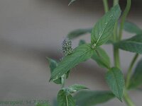 Mentha Silber_2008-07-14_2089